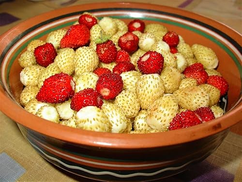 Seeds Wild Alpine Strawberry Red & Yellow Seed Mix 100 semillas para plantar plantas perennes sin OMG