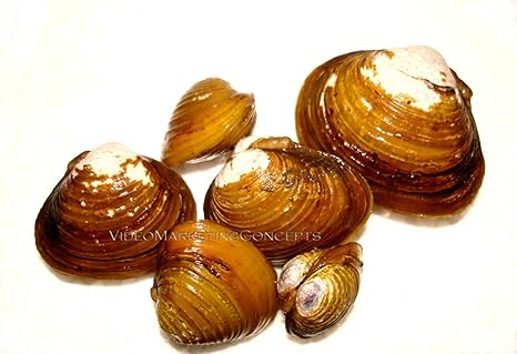 Amazon Com 15 Live Freshwater Clam Pond Aquarium Filter Feeder Water Clarifier Captive Bred Pet Supplies