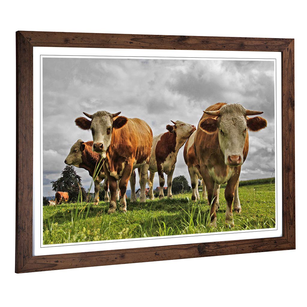 Big Box Art Framed Print of Cows in The Meadow Design | Wall Art Picture | Home Decor for Kitchen, Living, Dining Room, Lounge, Bedroom, Hallway, Office, Walnut, A2 / 24.5x18 Inch / 62x45cm