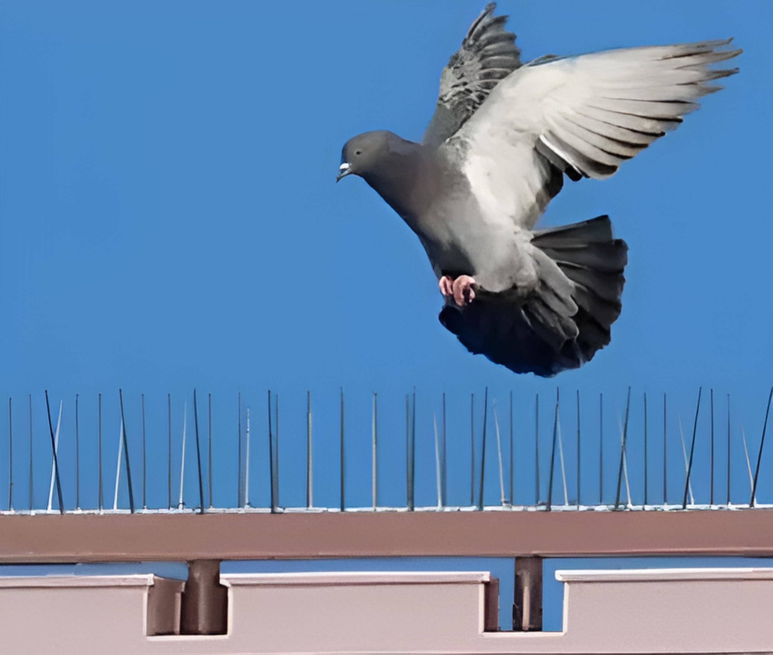 SIGS- Birds Spikes for Pigeon polycarbonet (40) (B0C1958PGT) Amazon Price History, Amazon Price Tracker