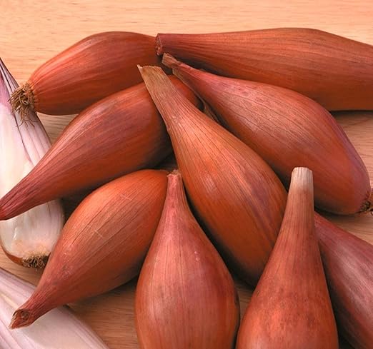 Amazon Co Jp エシャロットタマネギ種子 アリウムcepa が有機的多年生草本non Gmo栽培します Diy 工具 ガーデン