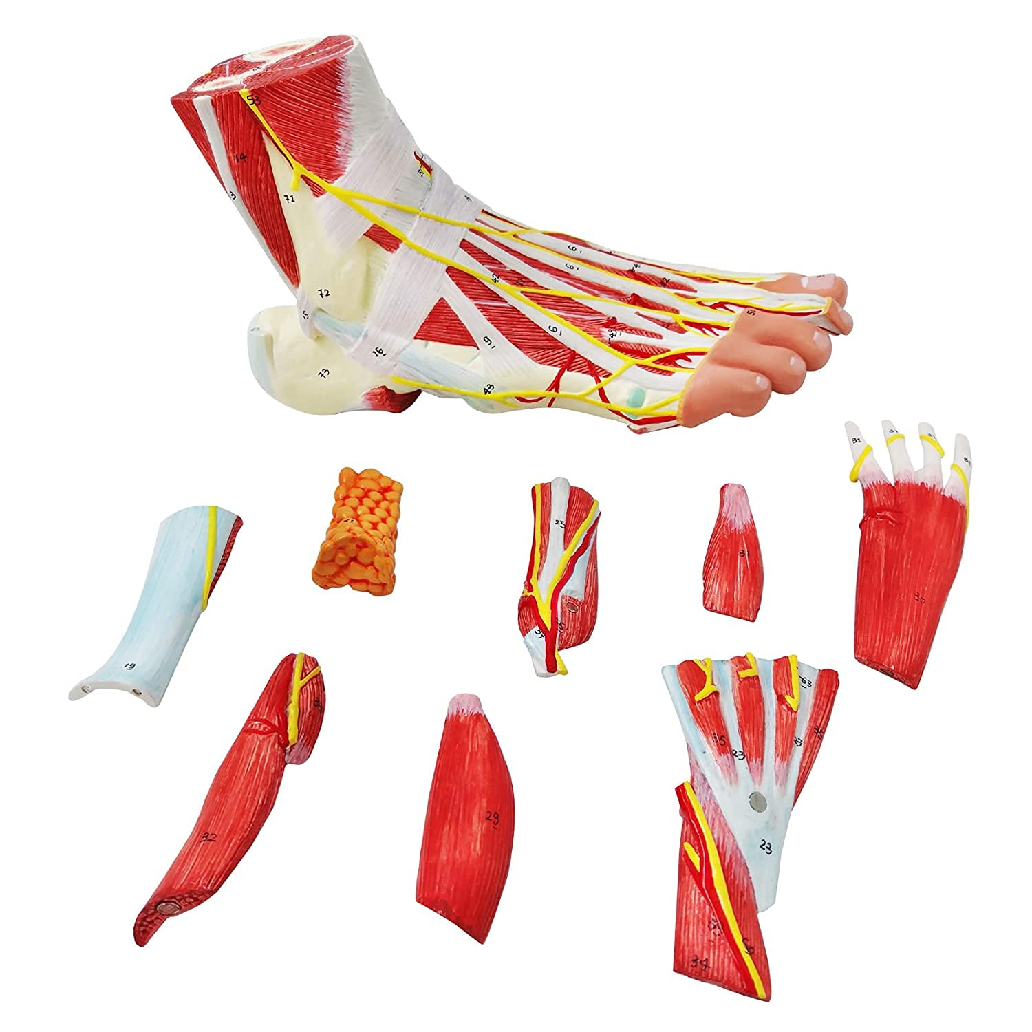 Human Foot Muscle with Neurovascular Pies Modelo Anatómico 9 Piezas 81 Caracteres Digitales Huesos Músculos Plantar Layer Anatomy Foot Joint Muscle Neurovascular Ligament Model