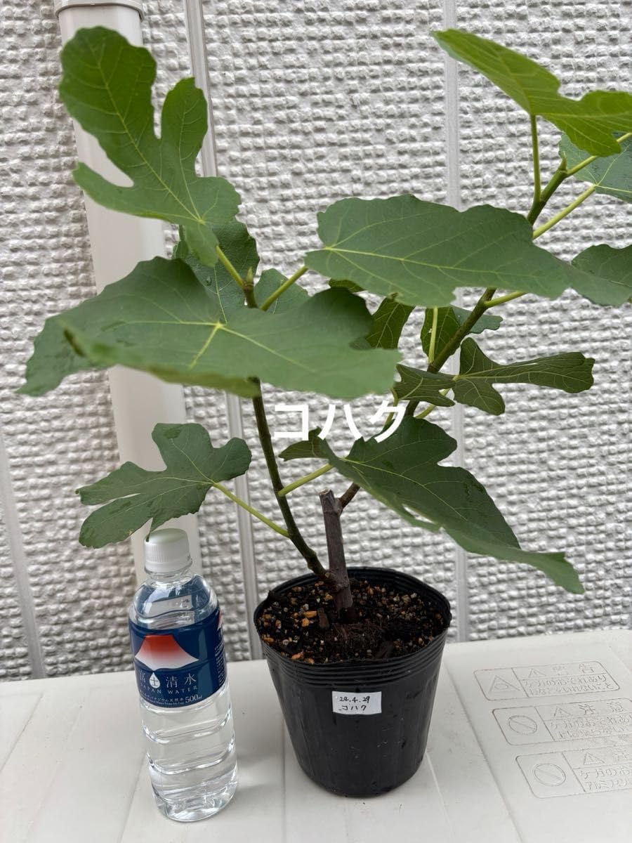 いちじくの取り木苗（コハク） Black Beauty 10 いちじく苗木 BB10