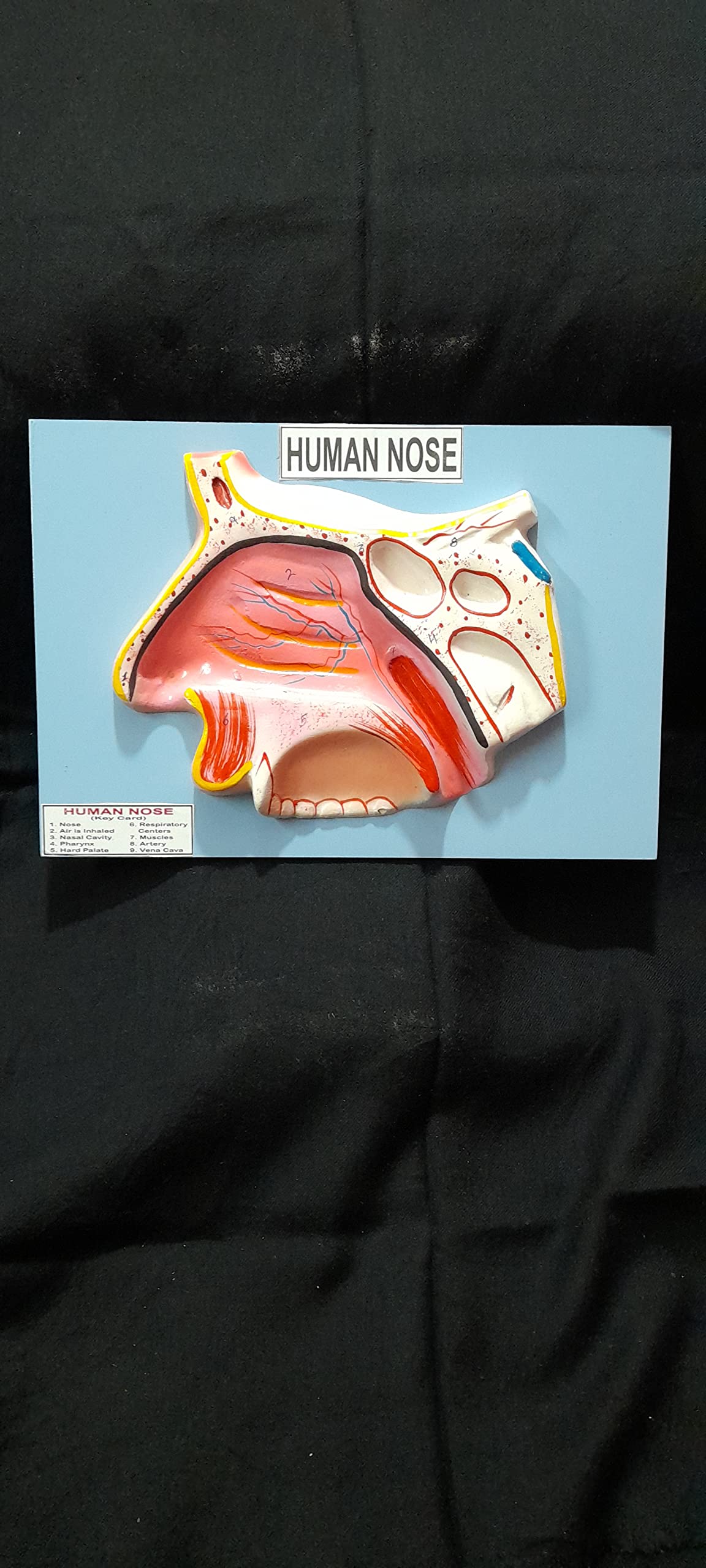 Witeg Human Nose Model | Human Nose Model For Students | (B0D1GG9VMW) Amazon Price History, Amazon Price Tracker
