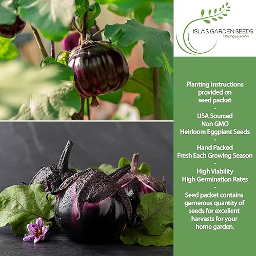 Semillas de berenjena Barbarella para plantar, más de 20 semillas por paquete, semillas de jardín de Isla (semillas de jardín de Isla), semillas sin