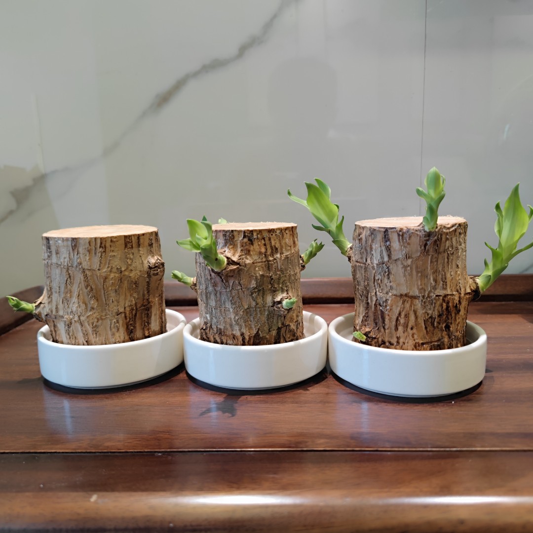 Amazon.com: Defemim Brazilian Wood Plant,Mini Brazil Lucky Wood