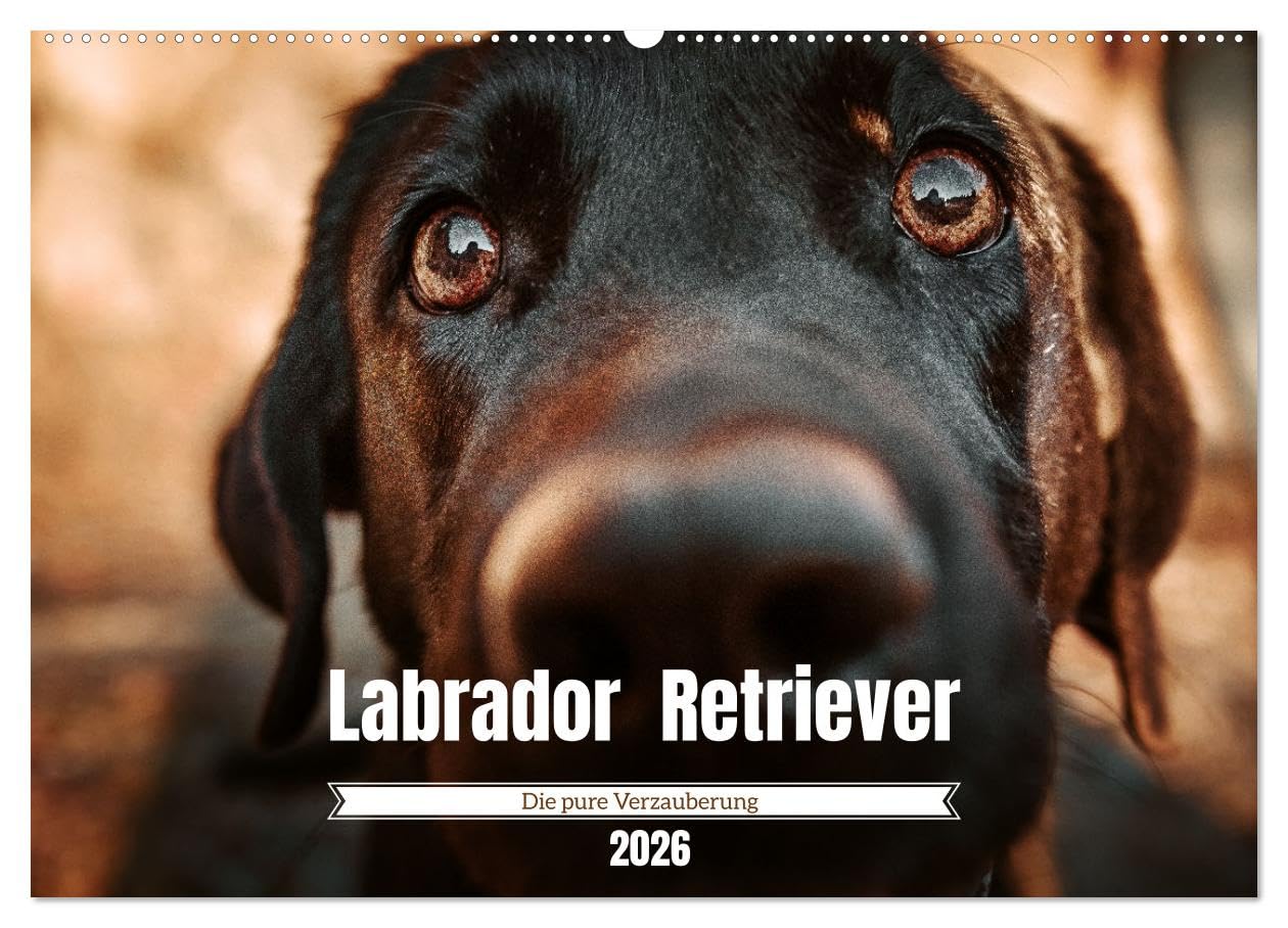 Verzauberung Labrador Retriever 2026 (Wandkalender 2026 DIN A2 quer), CALVENDO Monatskalender