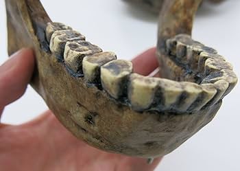 人体の不思議 Amazon.co.jp: Withings Body + フランス生まれのスマート体重計