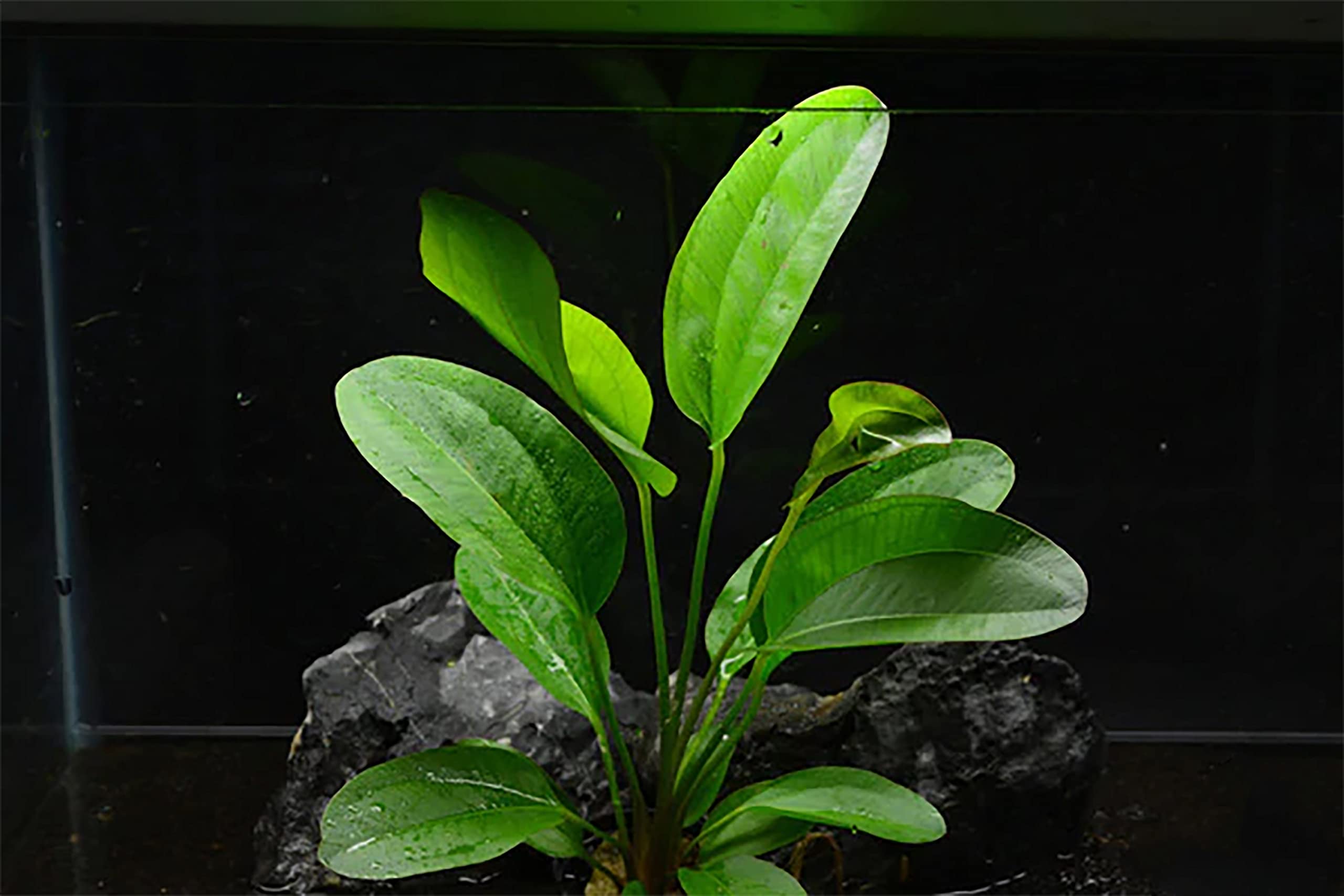 Maalavya Amazon Sword 3 to 5 Leaves Live Aquarium Aquatic Plant With Pot