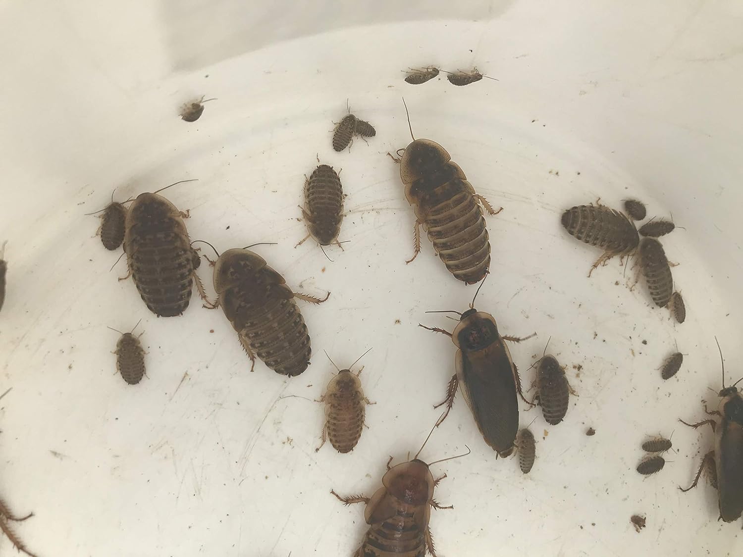 Mixed Sized Dubia Roaches 200 Ct | Sizes 1/4 inch, 1/2 inch, 1 inch |Reptile Food Live Arrival | Includes Insect Food