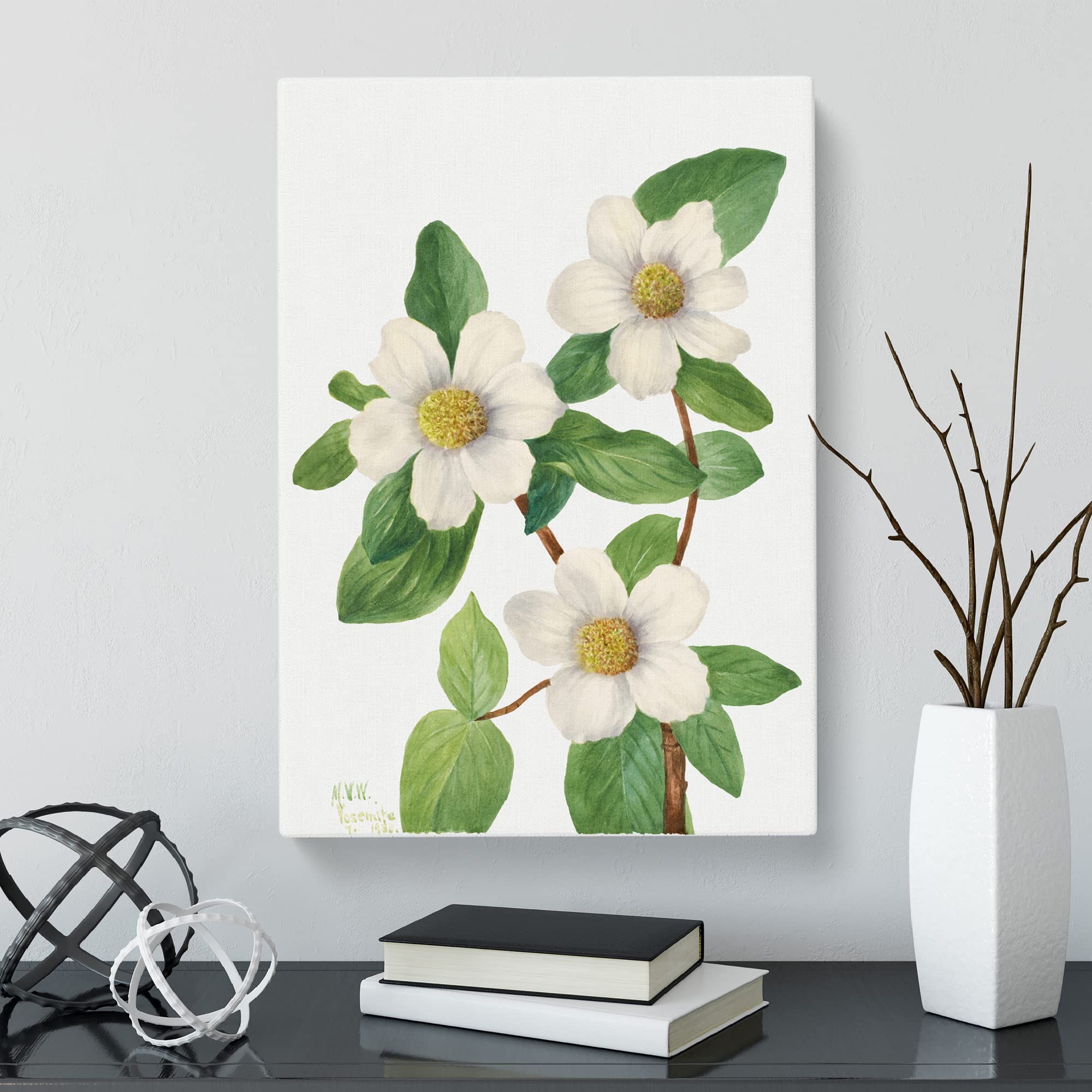 Pacific Dogwood Flowers By Mary Vaux Walcott Canvas Print, Mixed, 25L x 50W cm - Image 2