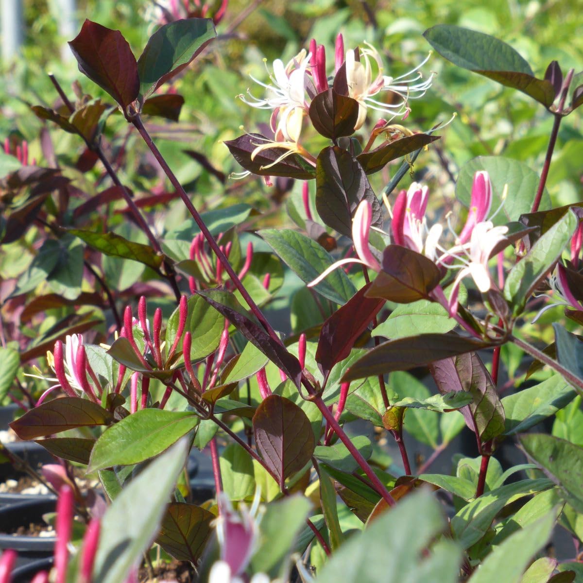 Lonicera Japonica Chinensis, Caprifoglio, confezione da 2 piante, altezza 100/120 cm, vaso Ø16