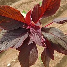 Amaranth Seeds - Red Leaf - Hu Hsien - 3 g Packet 4320 Seeds - Non-GMO, Heirloom - Foliage, Microgreens & Grain