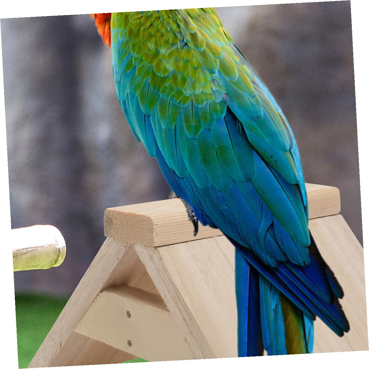 Gatuida Soporte De Madera Natural para Palomas y Loros, Percha Multifuncional De 5 Piezas, Tamaño Mediano, para Descanso y Juegos De Aves Pequeñas, Suministros para Mascotas y Parque De Aves