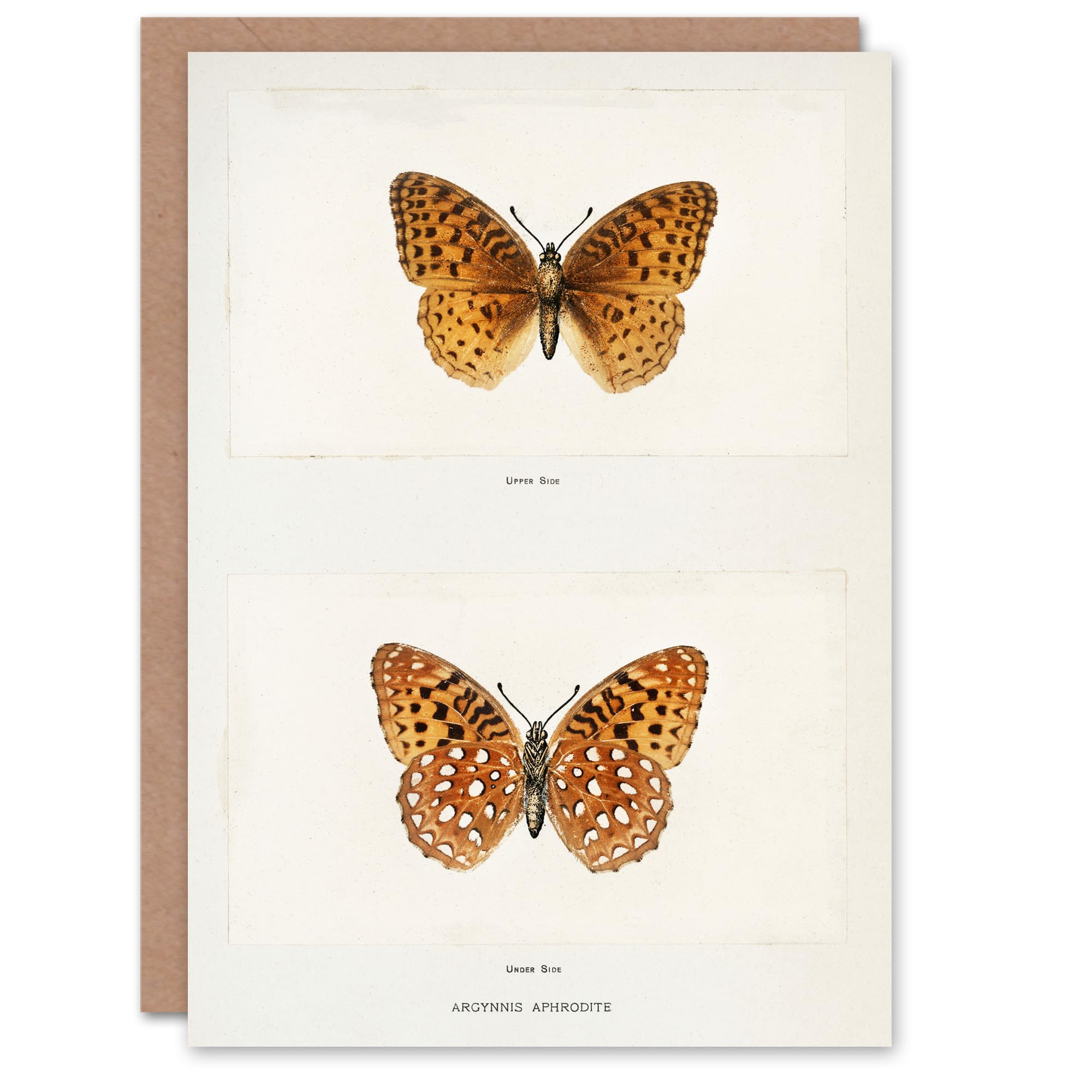Artery8 Sherman Denton Art Card Aphrodite Fritillary Butterfly