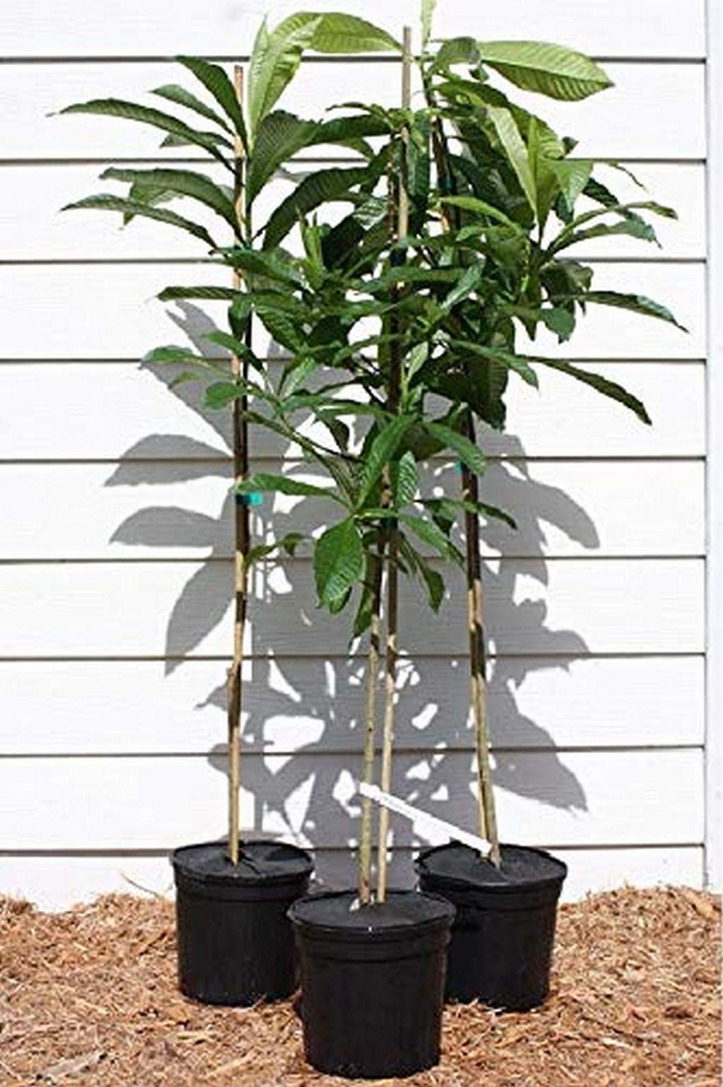 OhhSome Live Plant Gardens Rare Clove Syzygium Aromaticum Seedling Plant (Syzygium Aromaticum) (1 Healthy Live Spice Plant) (B09N91WV85) Amazon Price History, Amazon Price Tracker