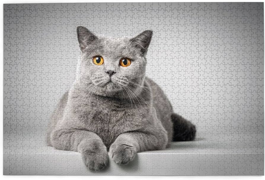 Amazon.co.jp: 猫 灰色 ブリティッシュショートヘア ペット アニメ