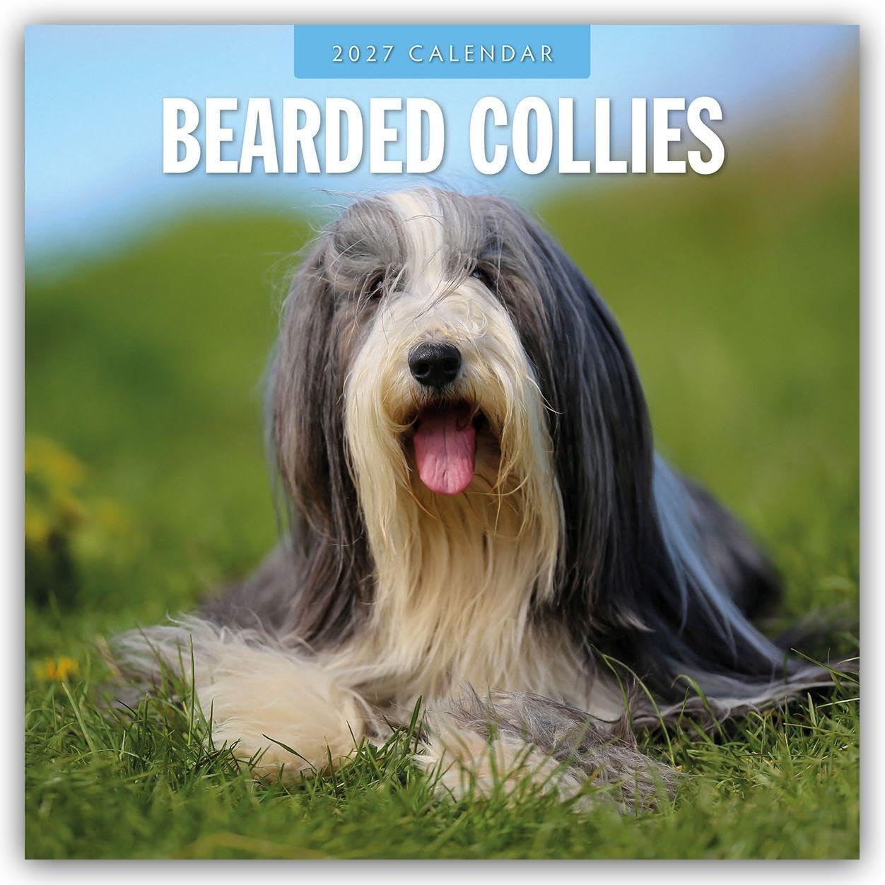 Bearded Collies 2027 Square Wall Calendar: Original Red Robin Publishing Ltd-Kalender [Mehrsprachig] [Kalender]