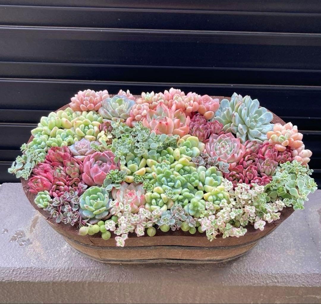 そのまま飾れる 寄植え 多肉 大きな 寄せ植え 特大 プランター 多肉