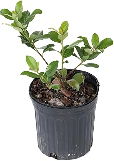 1 gal. Indian Hawthorn Snow White Flowering Shrub with White Blooms