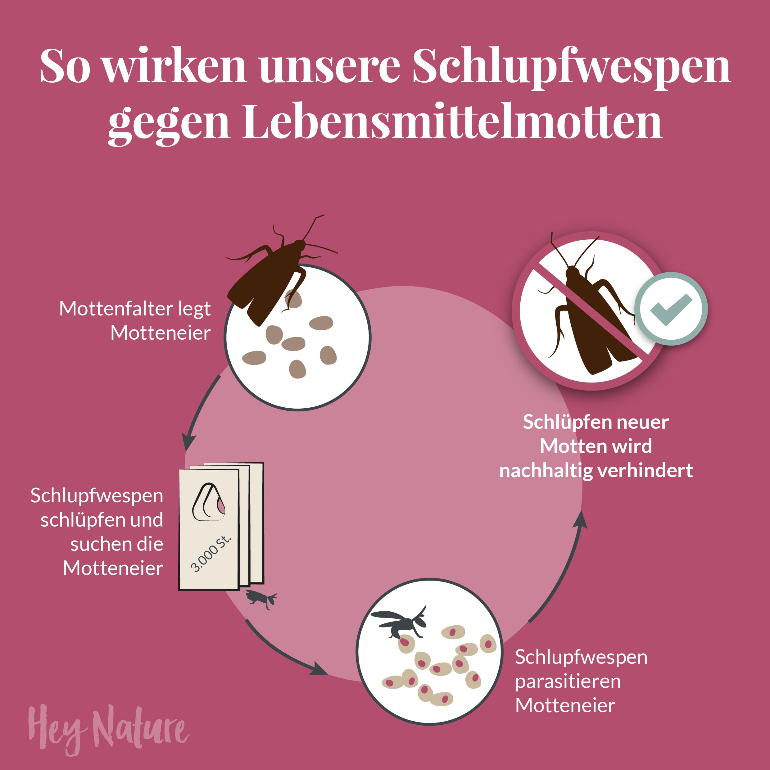 Hey Nature Schlupfwespen gegen Lebensmittelmotten - 9 Karten (3 Karten à 3 Lieferungen) - Effektiv Lebensmittel Motten bekämpfen - Alternative zu Lebensmittelmotten Falle, Mottenkugeln & Mottenspray