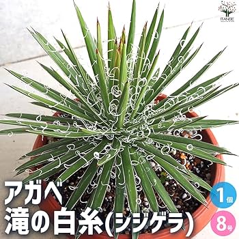 アガベ　滝の白糸 Amazon｜ITANSE アガベ 滝の白糸(シジゲラ) 8号鉢【品種で