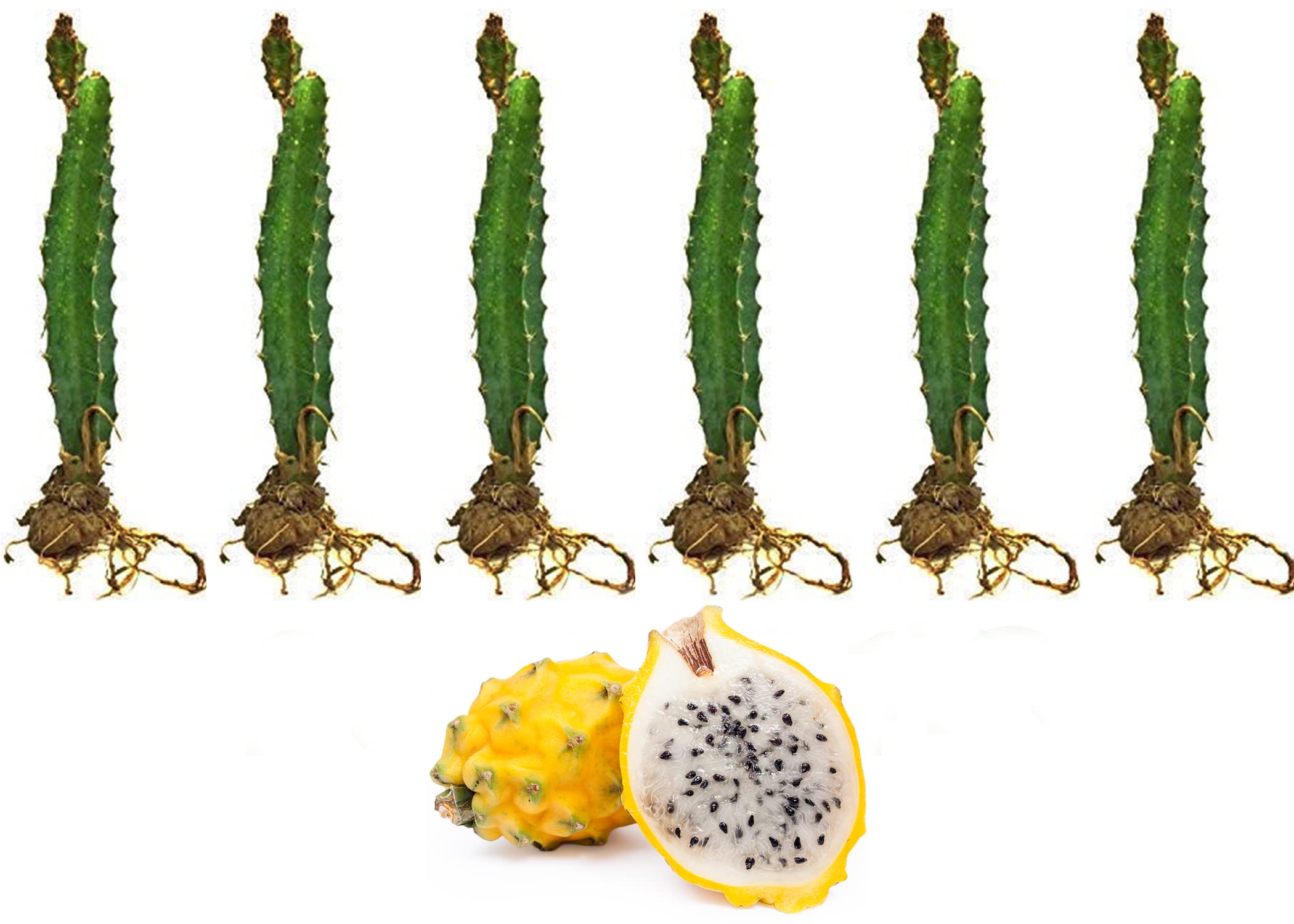 Cloud Farm Dragon Fruit Combo Pack of 6- Yellow Skin Hybrid 6 Pieces of Rooted Dragon Fruit Saplings.[CF04] (B0B69LQRKG) Amazon Price History, Amazon Price Tracker