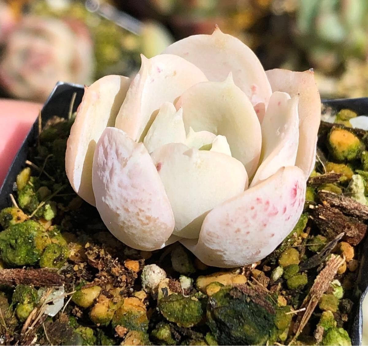 Amazon.co.jp: ホワイトラブローラ 抜き苗 エケベリア 多肉植物 : DIY