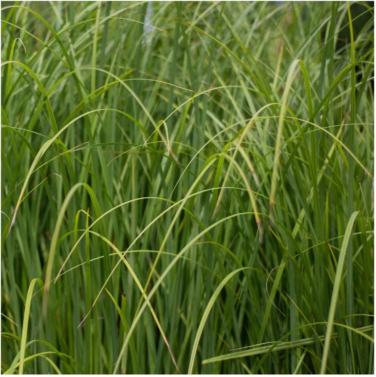 Everwilde Farms - 1/4 Lb Cord Grass Native Grass Seeds - Gold Vault