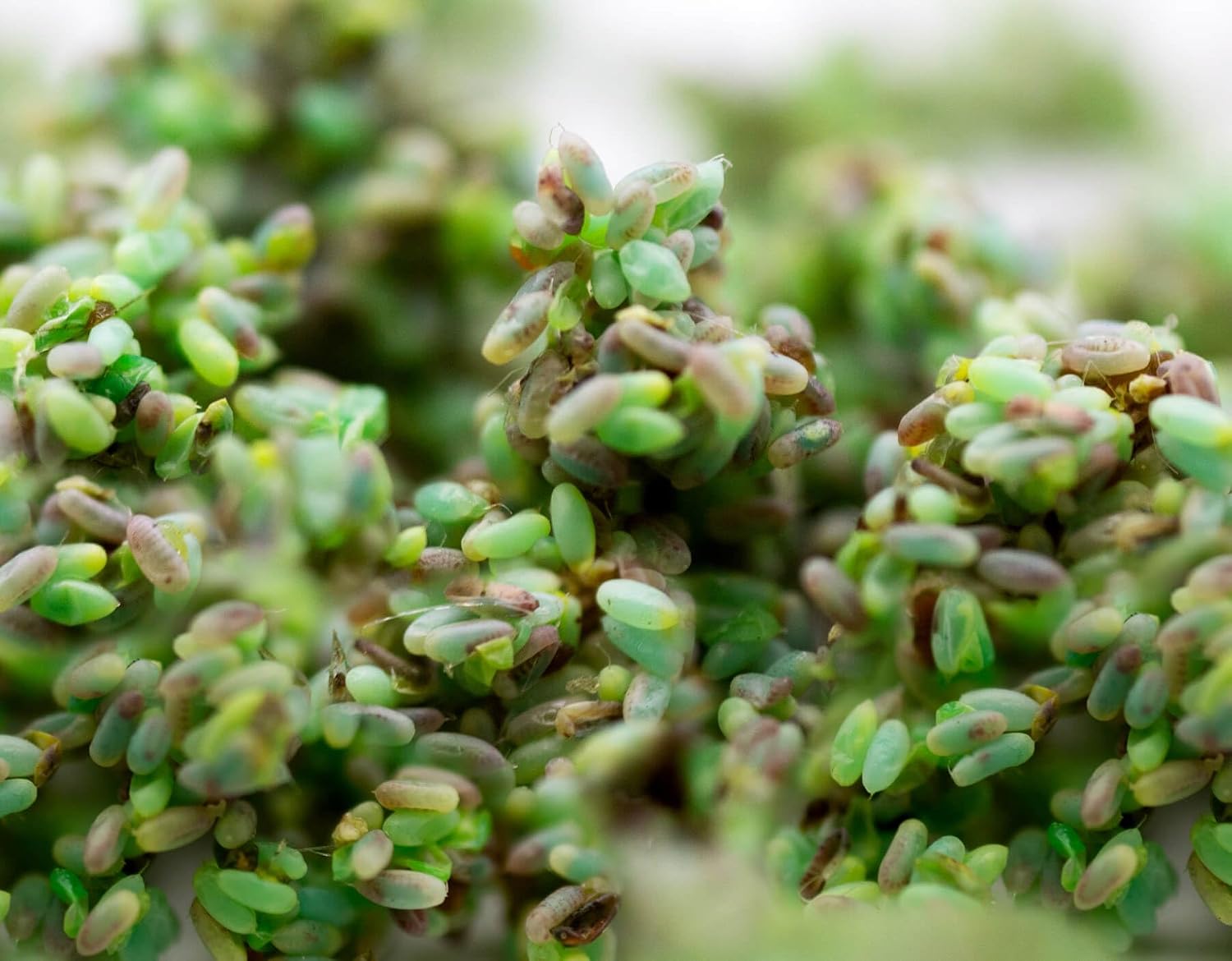 Green Lacewing 1000 Eggs - Good Bugs - Aphid Exterminator by The Future