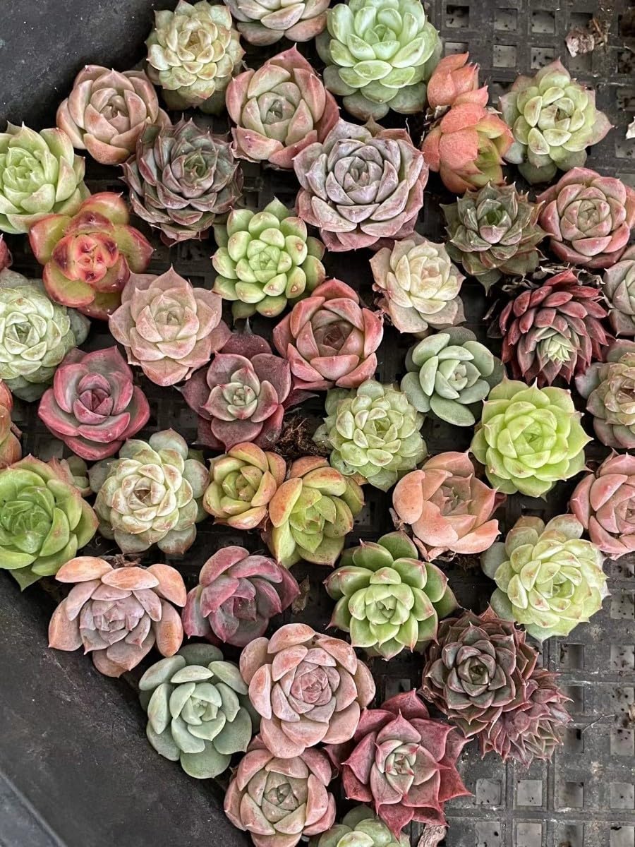 Amazon.co.jp: 多肉植物 エケベリア 超美苗 1苗1-2cm 500苗 : おもちゃ