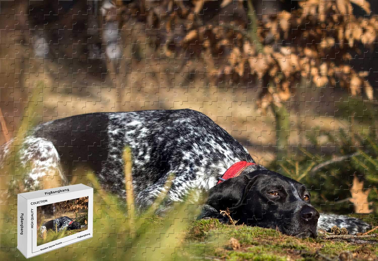 PigBangbang500 Piece Jigsaw Puzzle - German Shorthaired Pointer Wooden Materials,20.6 X 15.1 Inch