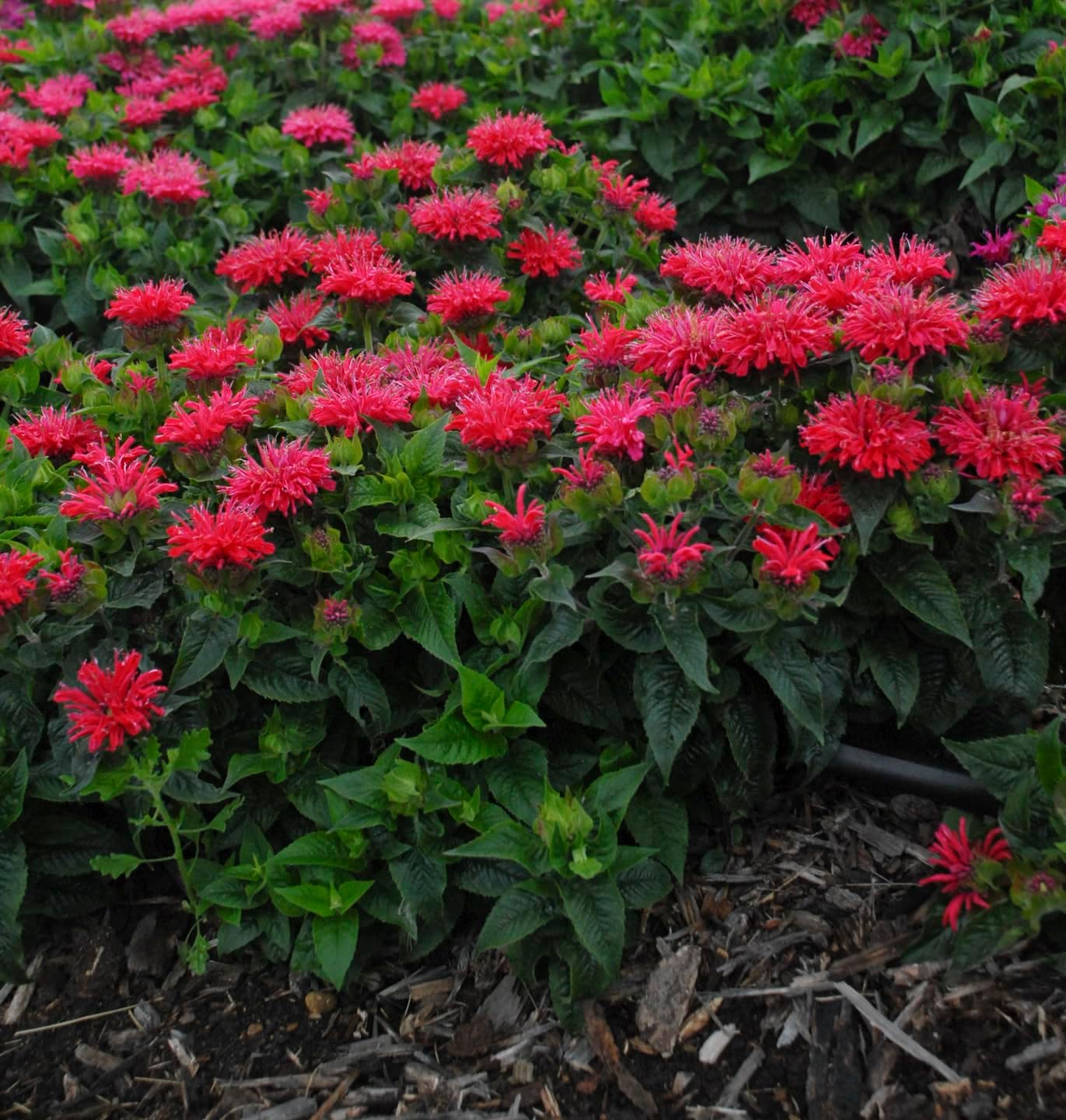 Live Plant from Green Promise Farms - Proven Winners, Monarda 'Pardon My Cerise' Bee Balm, Bright Pink Flowers - #1 Gallon Size Container - Does NOT Ship to AZ, CA, HI, ID, MT, NV, OR, PR, UT & WA!!