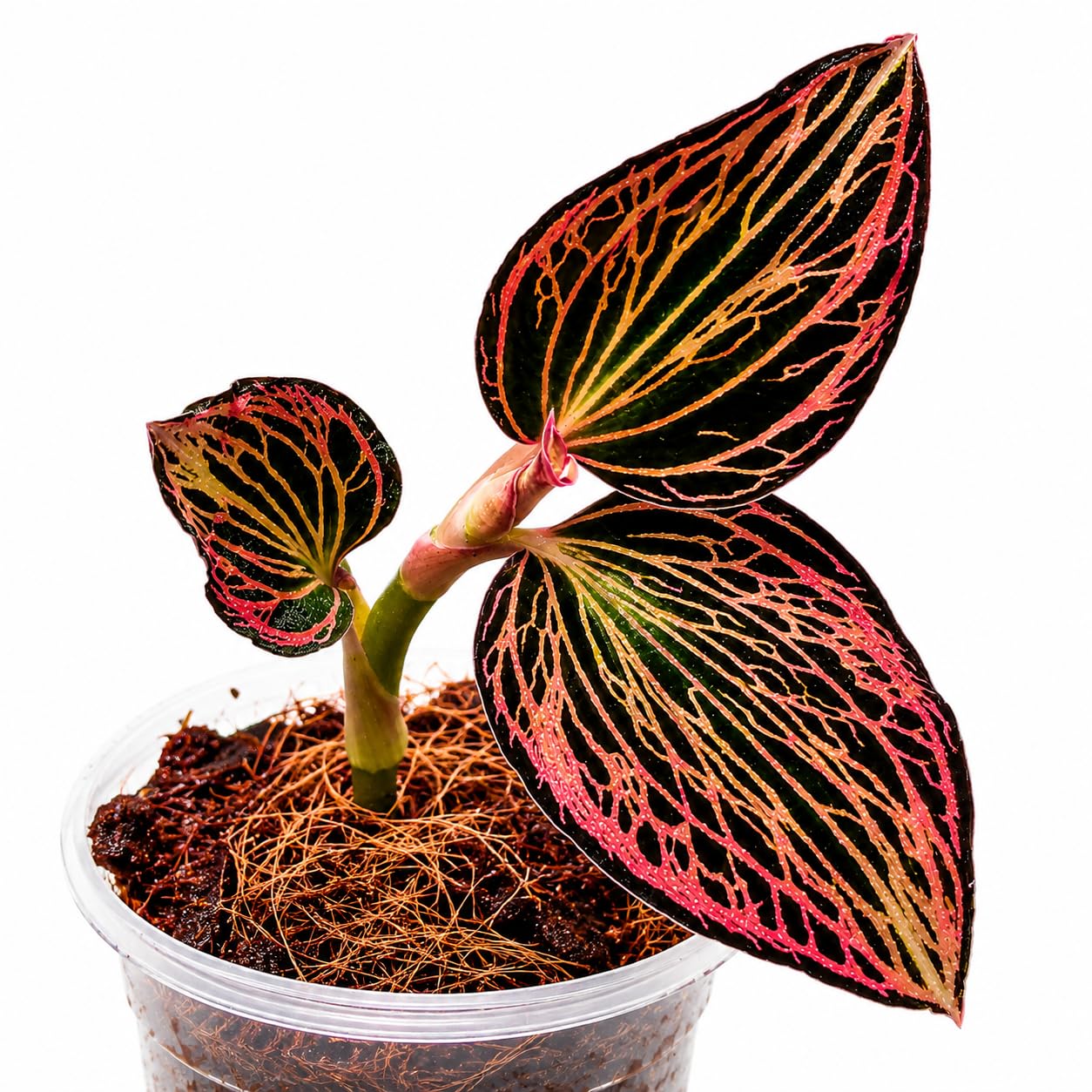 Anoectochilus reinwardtii "Distinction", Juwel-Orchidee – Jungpflanze 5cm Topf | Dunkelbraunes Samtlaub | Goldkupfernes Adernetz | Kompakt | Südostasien | Seltene Jewel Orchid