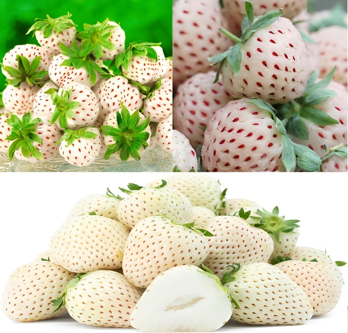 Pure White Strawberry Fruit Plant (Cross variety From Chandler And