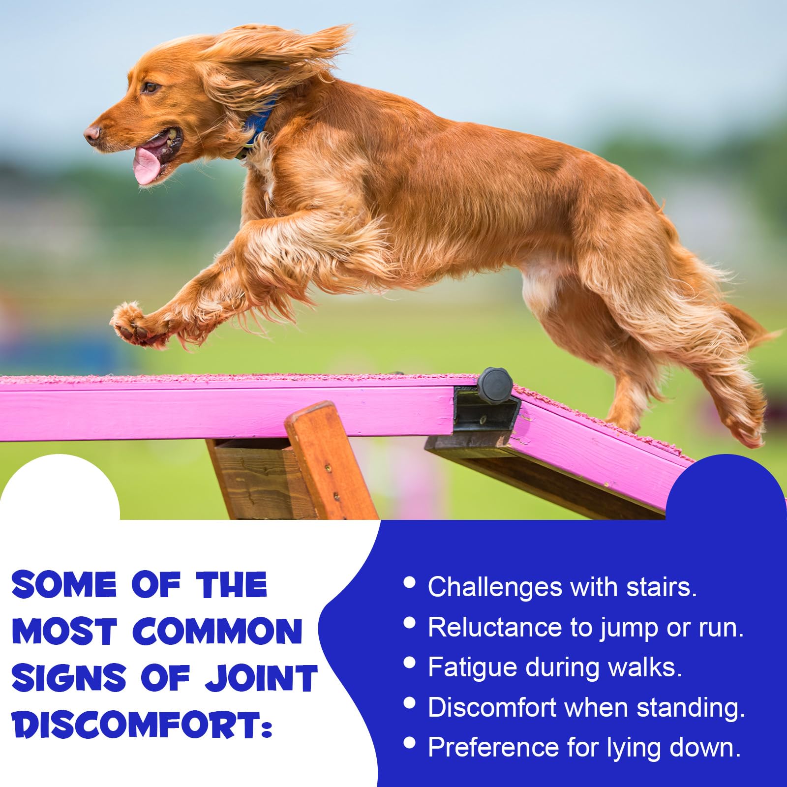 Hip and Joint Supplement for Dogs 180 Tablets Dog Joint Support & Mobility Supplement - Image 4