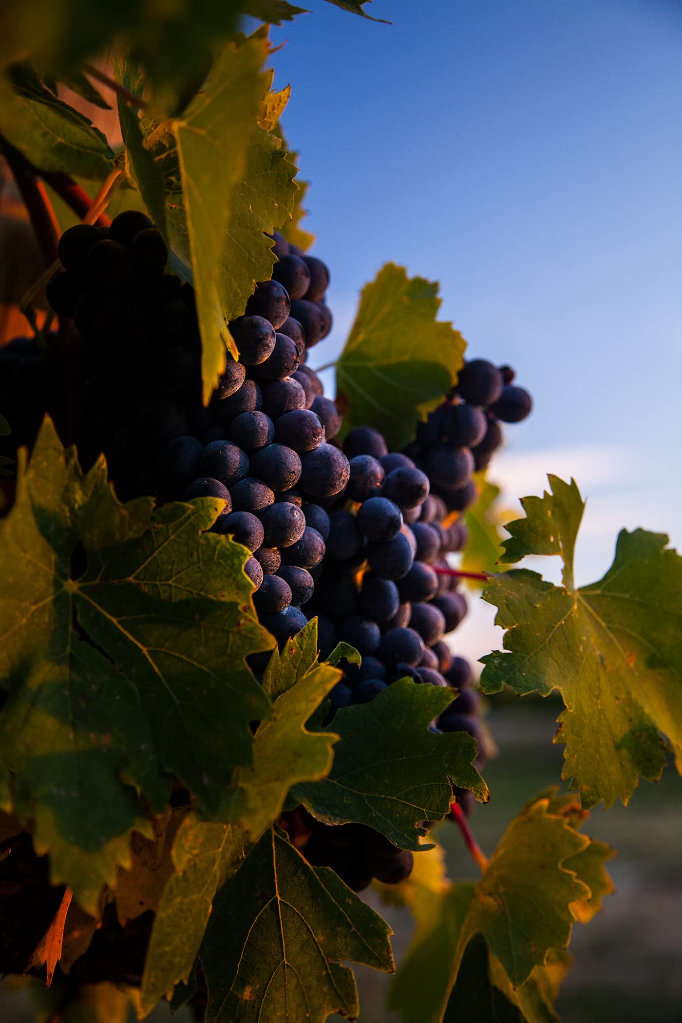 Marchesi Antinori Marchesi Antinori Tignanello IGT 14,5%, 1 x 0.75 l, Sangiovese trocken
