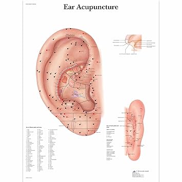 3B Scientific VR1821L Glossy UV Resistant Laminated Paper Ear Acupuncture Anatomical Chart, Poster Size 20
