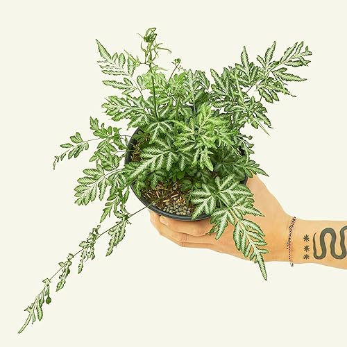 Miniatura 2 de Helecho de encaje plateado - Pteris ensiformis  Planta de interior viva, fácil de cultivar y de bajo mantenimiento (maceta de 6 pulgadas)