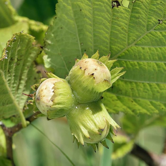 Buy Suttons Corylus avelana Hazel Hedging Plant, Native Tree Species