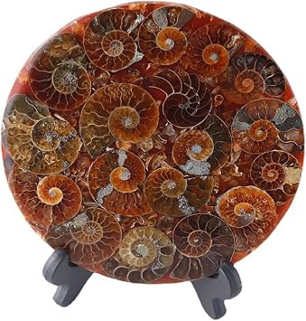 قرص أحفوري من الأمونيت الطبيعي مع مجموعة حامل ، Feng Shui Decor Shell Slice Disc Conch عينة معدنية لديكور الغرفة Crystal Collectible Present