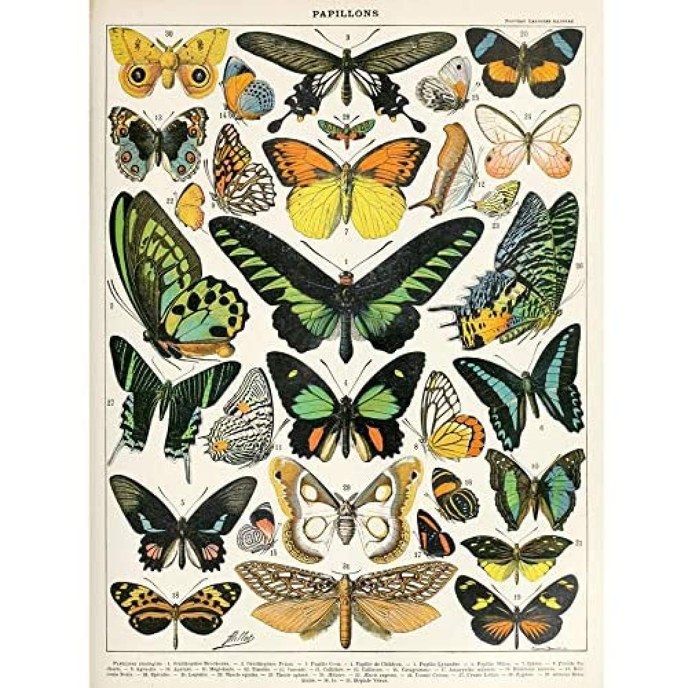 Artery8 Millot Encyclopedia Page Moths Butterflies Unframed Wall Art Print Poster Home Decor Premium