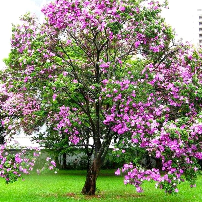 Kachnar plant live,kanchan phool Bauhinia Purpurea plant live (Pack of 1 Live flower plant)-image-1