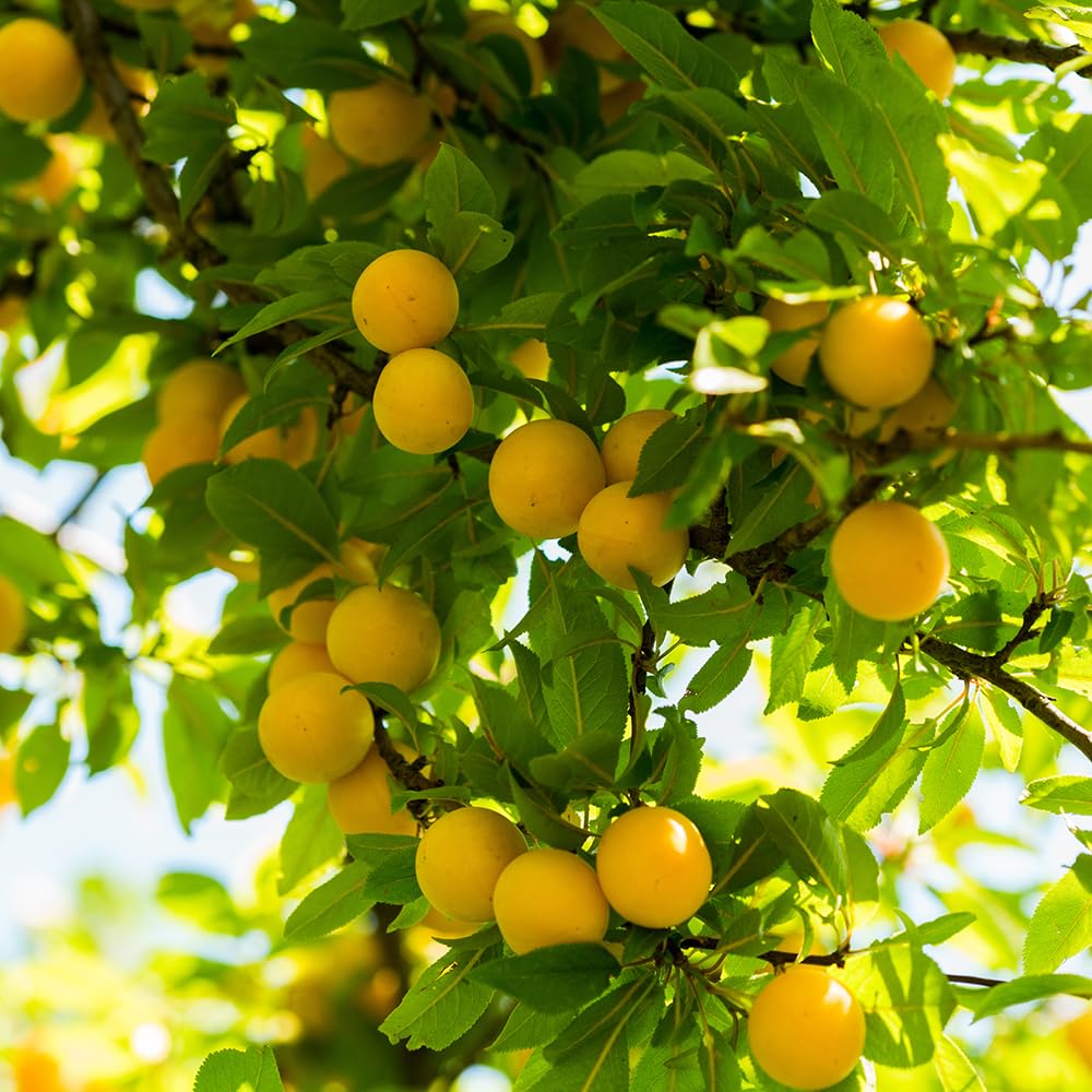 Byron Gold Plum Tree