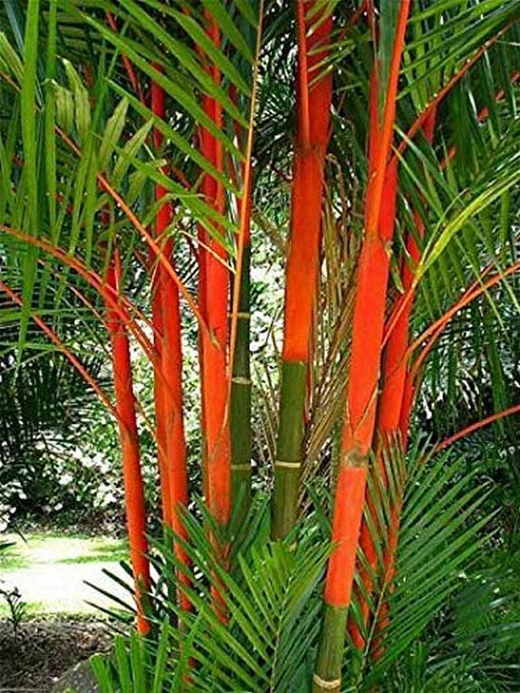OhhSome Palm Tree Live Plant Red Cyrtostachys Renda Seedling Thailand Ornamental Garden Lipstick Balcony (1 Live Palm Plant)