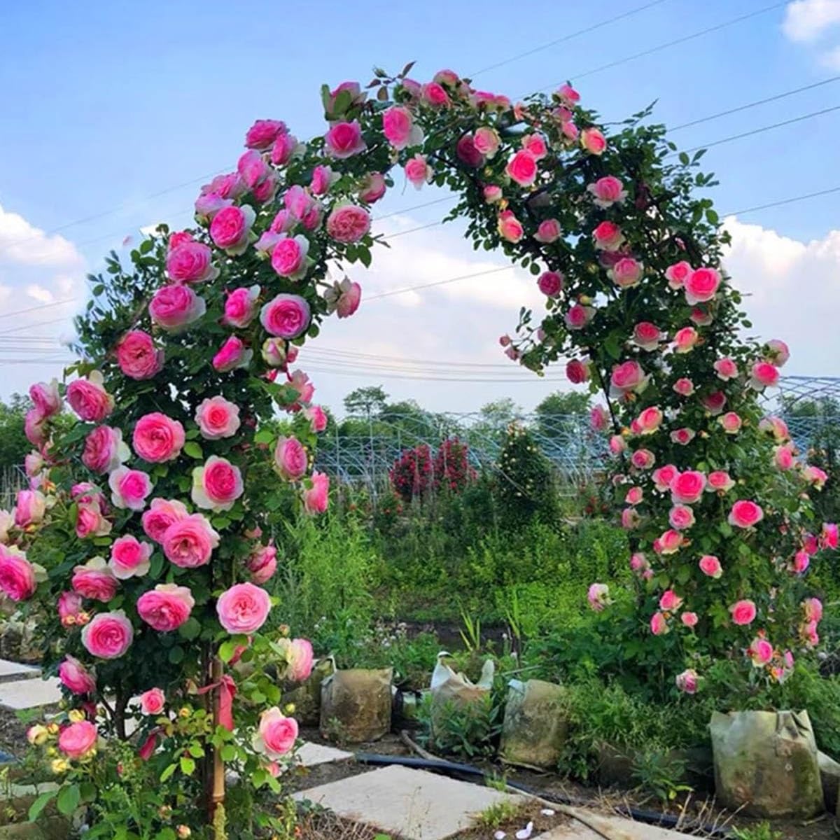 Arco de jardín metálico para Plantas trepadoras, pérgola con Forma de rosal para Bodas, Arco de Acero Resistente a la Intemperie, fácil de Montar, decoración de jardín para Interiores y exte