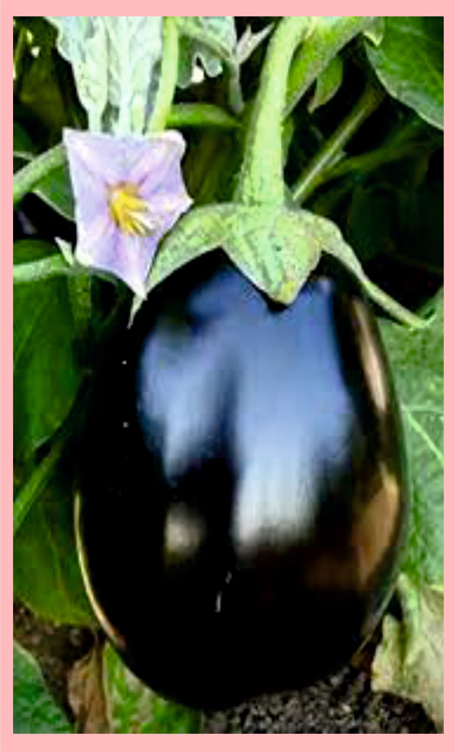 Rashmi Brinjal Black Round Seed for Home & Kitchen Garden (Egg Plant Seed) pack of 50 seed (B0BWN41HSB) Amazon Price History, Amazon Price Tracker