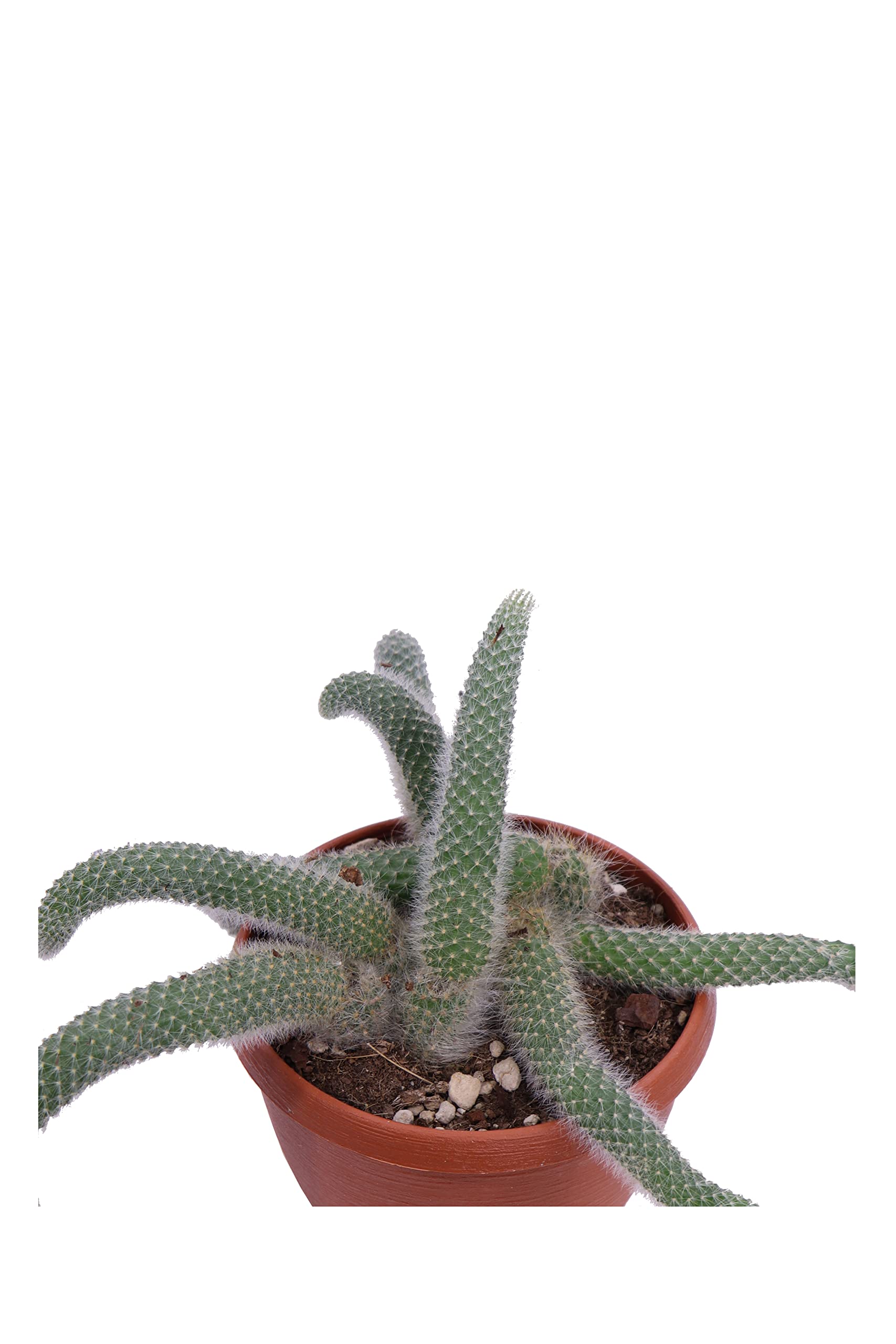 Pianta di Aporocactus Pianta di Coda di Topo pianta da interno pianta grassa pianta ornamentale pendente pianta vera pianta succulenta di Aporocactus venduta da eGarden.store