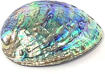 Amazon.co.jp: セージ浄化セット（アバロンシェルの貝殻