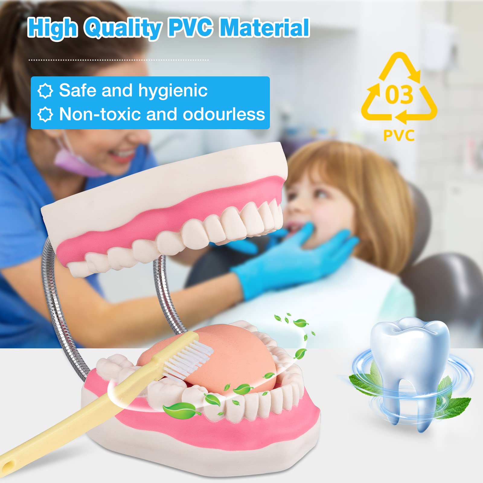 faruijie Dental Mouth Tooth Model - Image 2